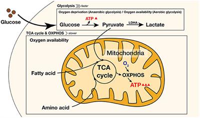 Energy Metabolism in Osteogenic Differentiation and Reprogramming: A Possible Future Strategy for Periodontal Regeneration